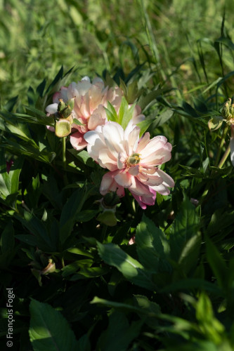 Dans le jardin d'Erwan