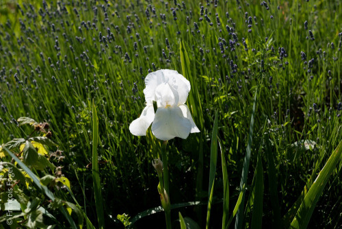 Dans le jardin d'Erwan