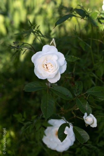 Dans le jardin d'Erwan