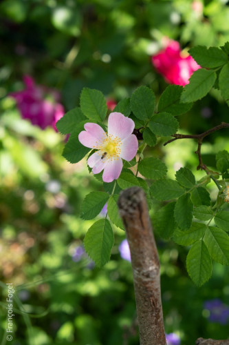 Dans le jardin d'Erwan