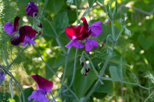 Dans le jardin d'Erwan